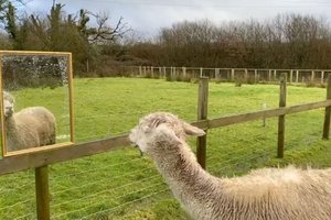 Альпаку спасли от одиночества с помощью зеркала