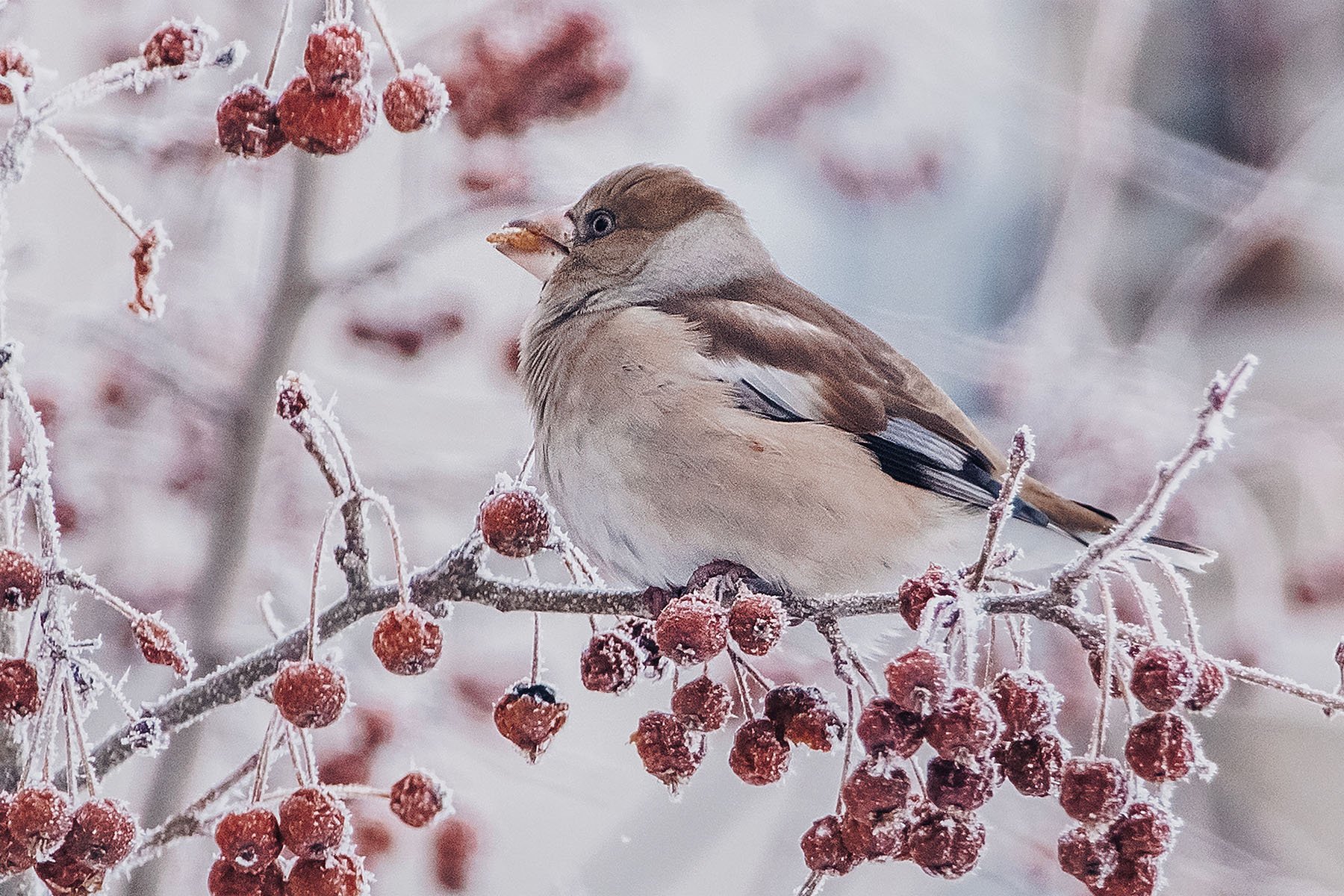 Обед дубоноса