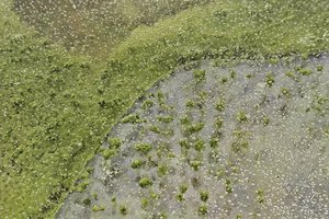 На озере в Чехии появился зеленый лед