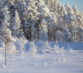 Снежный рисунок северной зимы
