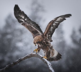 Воздух и крылья