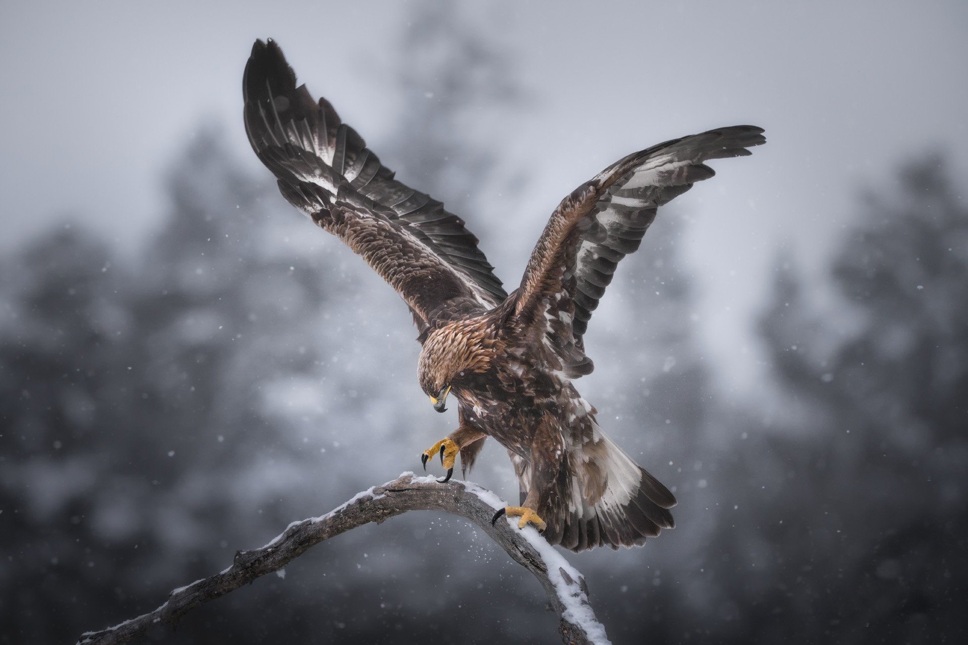 Воздух и крылья