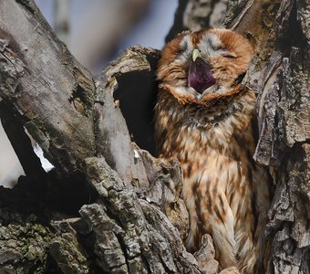 А не спеть ли мне песню?