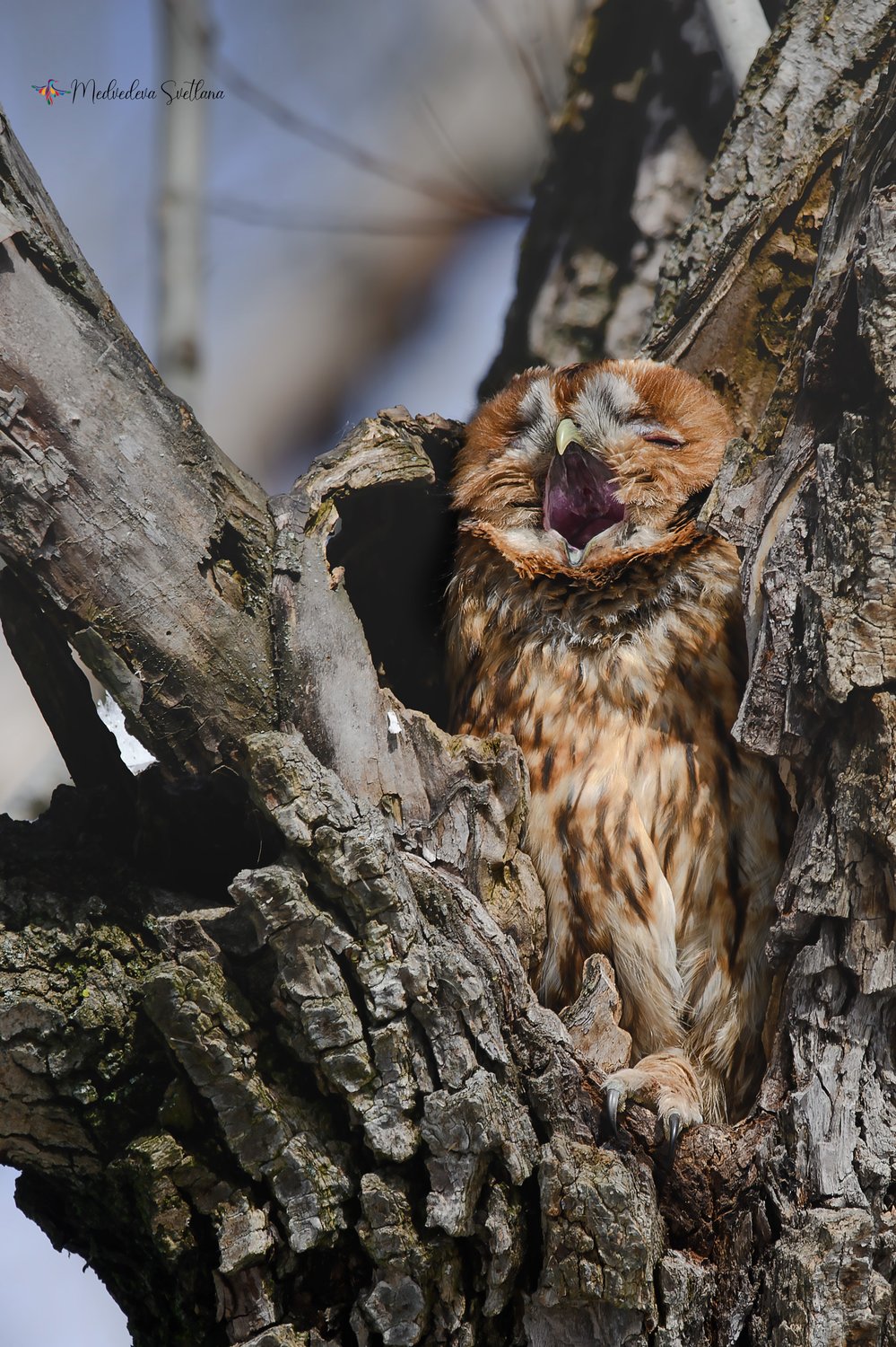 А не спеть ли мне песню?