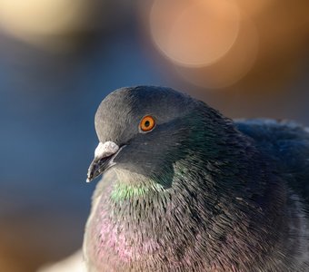 Живописный портрет фотогеничного голубя