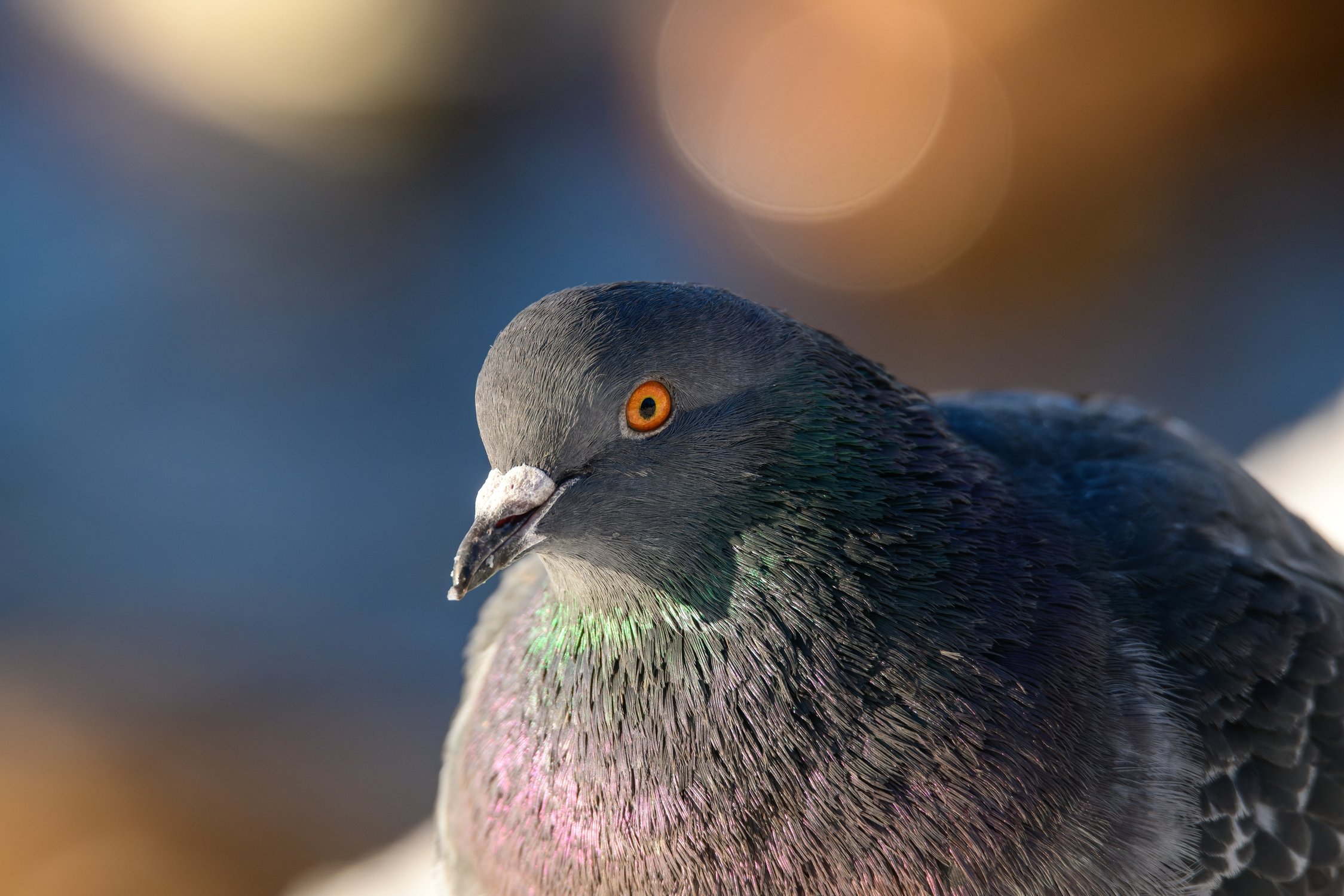 Живописный портрет фотогеничного голубя