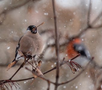 Сытный обед