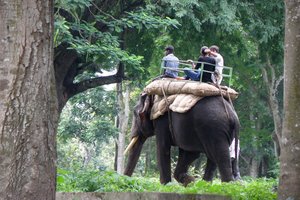 На Бали окончательно запретили катание туристов на слонах