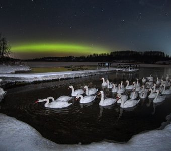 Белые лебеди