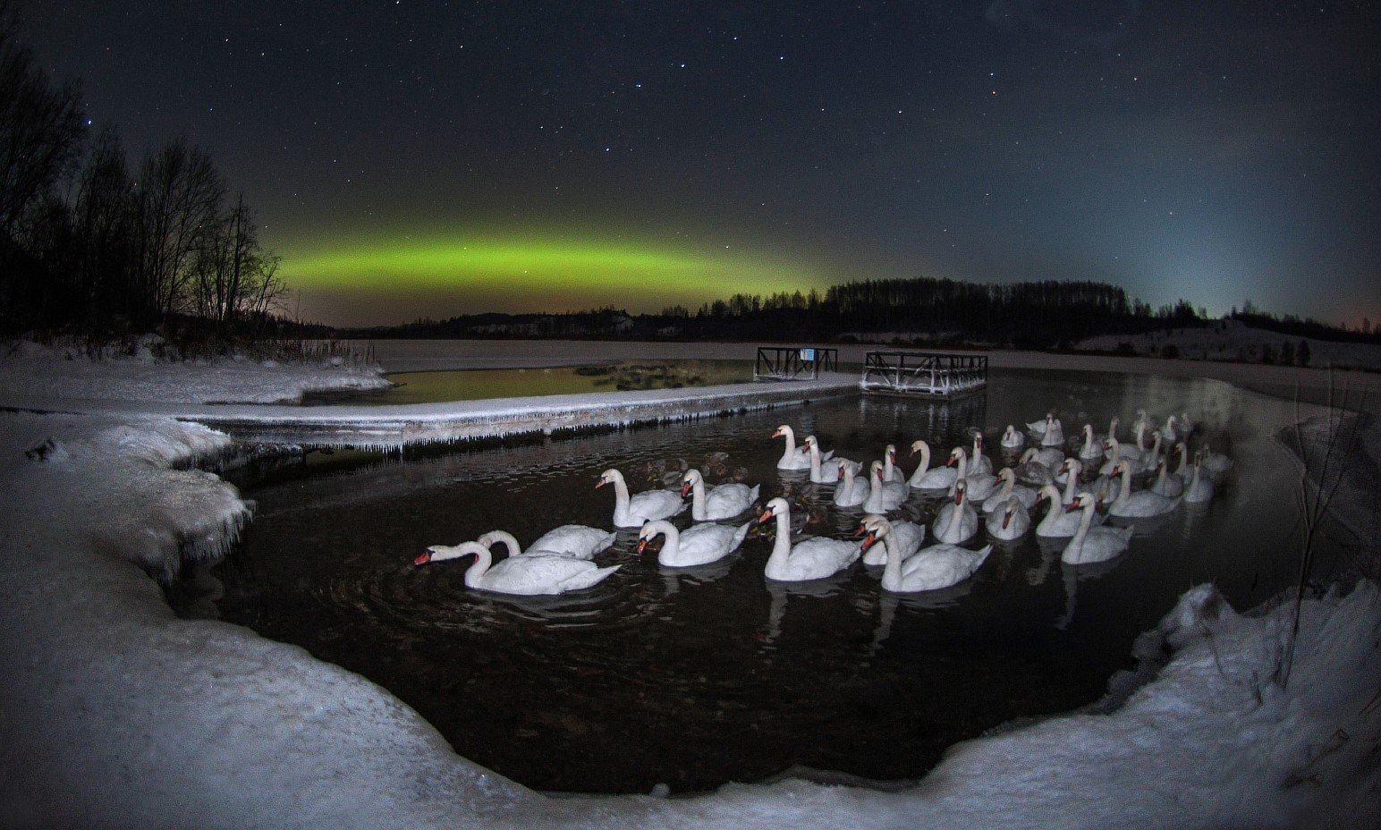 Белые лебеди