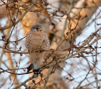 Пустельга зимой