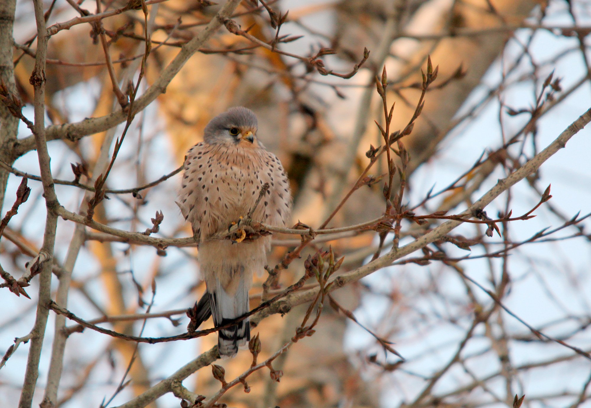 Пустельга зимой