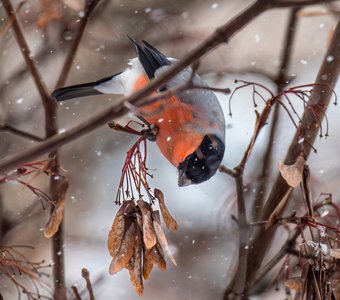 Где обедал "воробей"