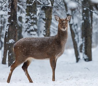 Зима в Подмосковье