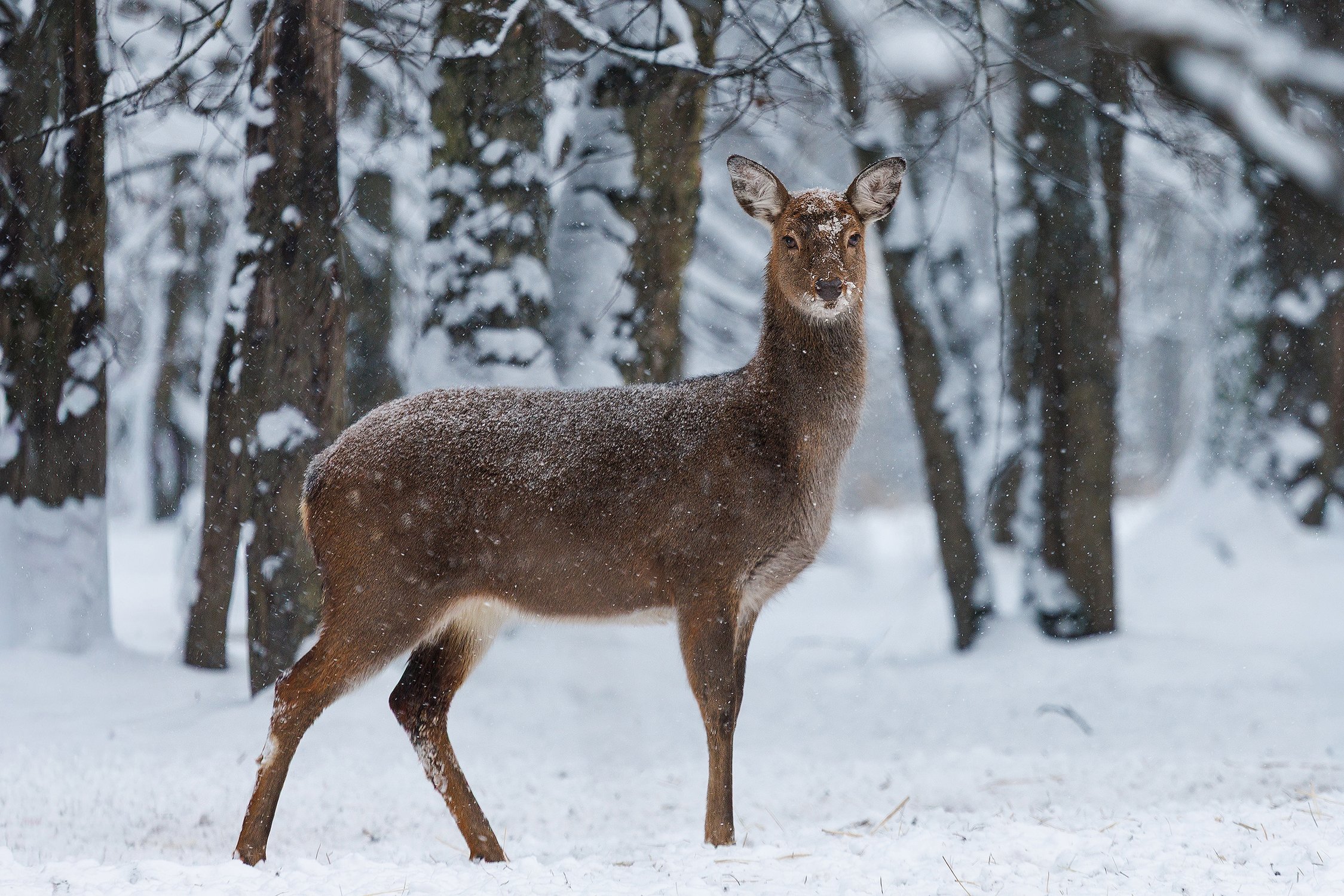 Зима в Подмосковье