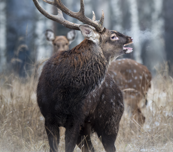 Пятнистый олень (Cervus nippon)