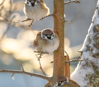 Пернатая шайка