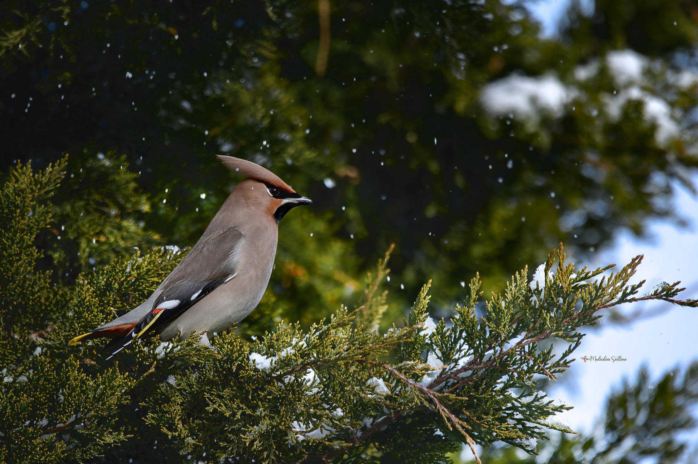 Первая птичка 2026 года