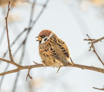 Полевой воробей обедает