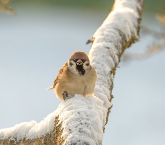 Полевой воробей