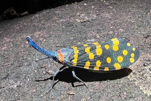 Сколько новых видов животных и растений ежегодно открывают учёные?