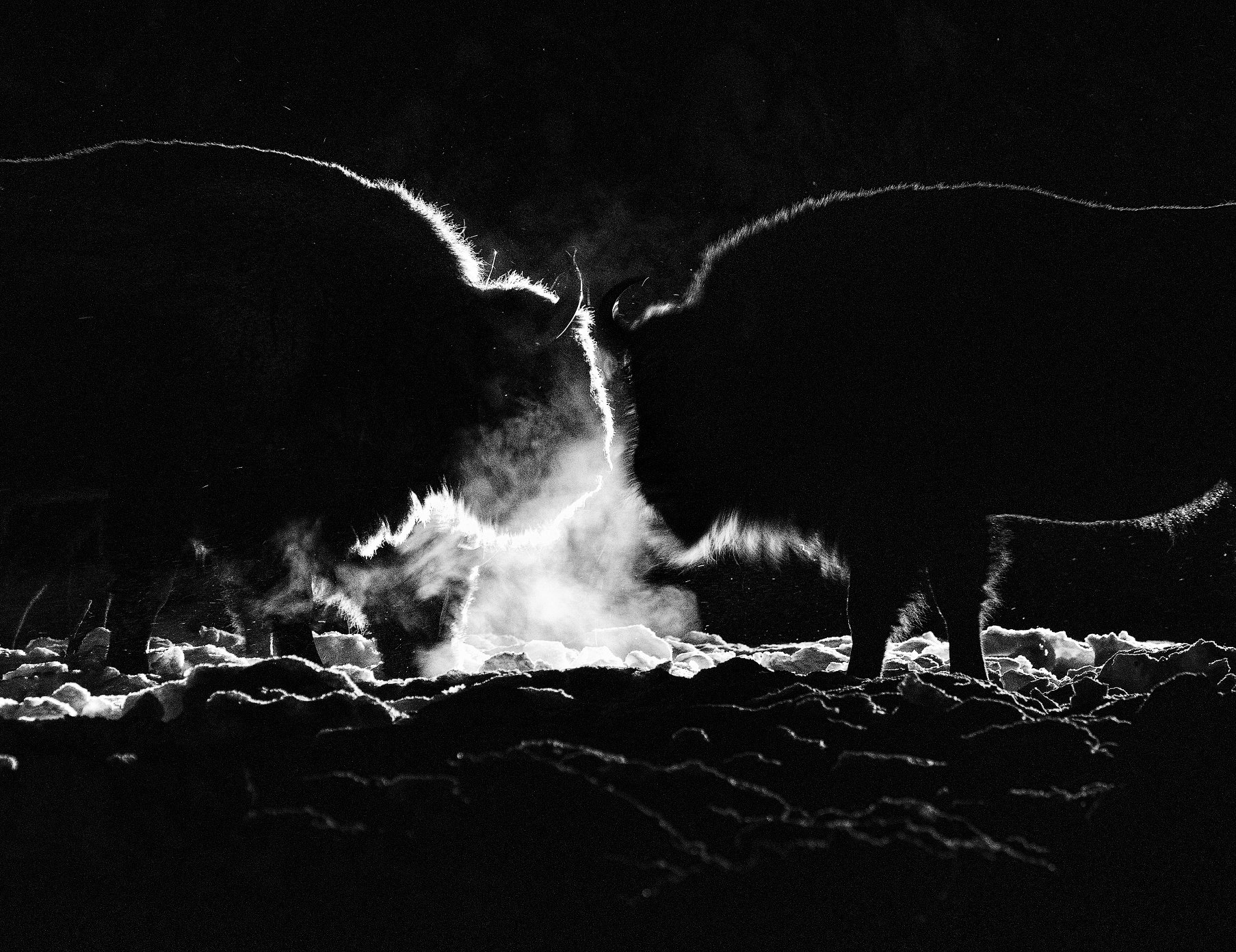 I'll Meet You at Midnight (Я встречу тебя в полночь)