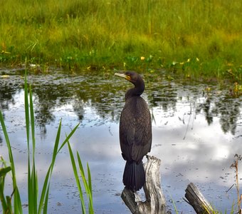 Баклан на отдыхе