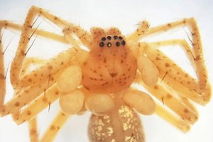 Это «жемчужное ожерелье» паука скрывает жуткий секрет