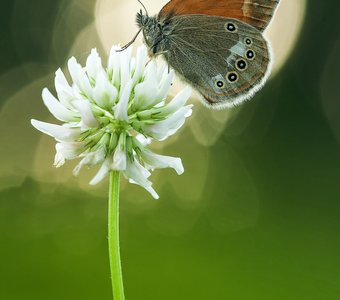 Раннее утро сенницы гликерион