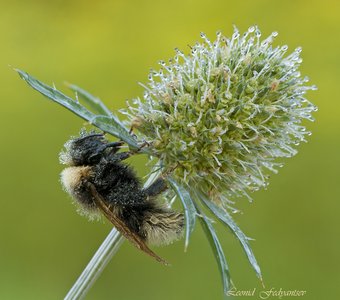 Свежесть раннего утра