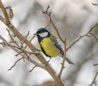 Синица предновогодняя
