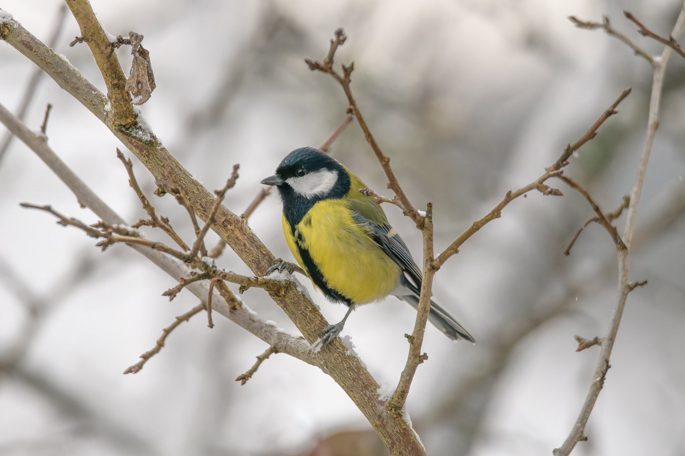 Синица предновогодняя