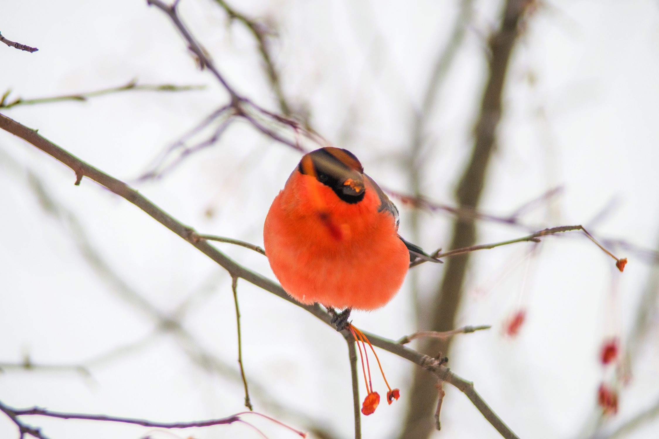 Красное лакомство для красной грудки
