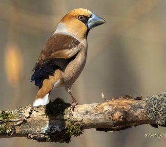 Весенний Дубонос