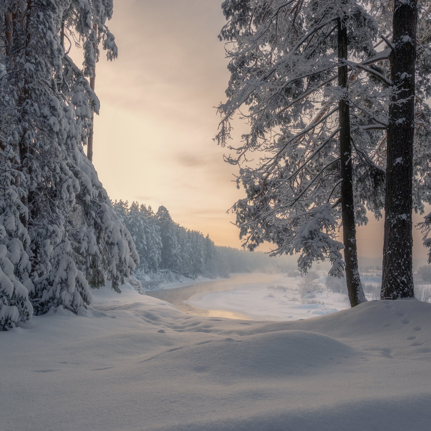 Тишина зимнего леса