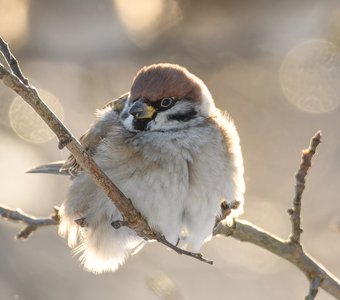 Полевой воробей