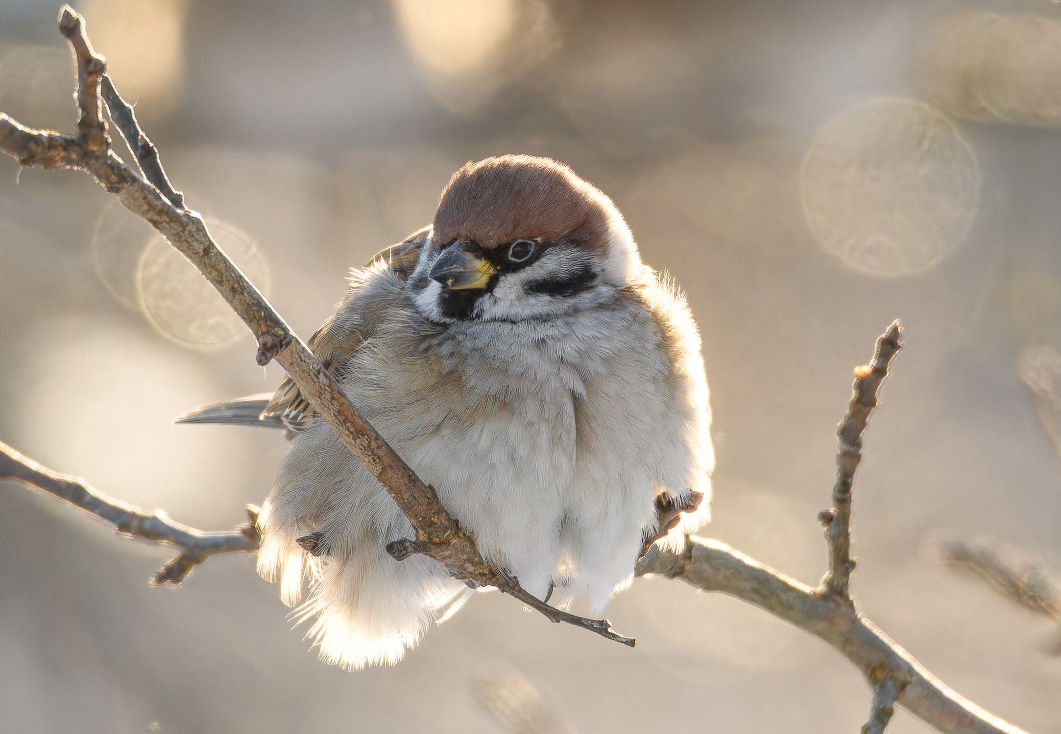 Полевой воробей