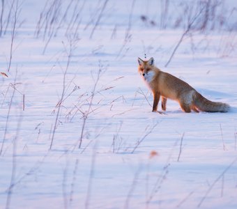 В поисках добычи