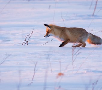 Мышкующая лиса