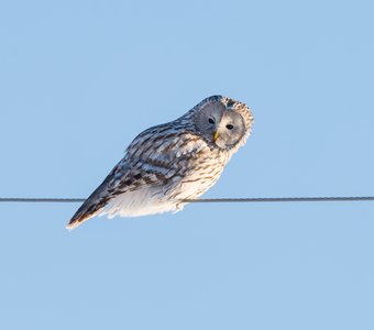 Длиннохвостая неясыть