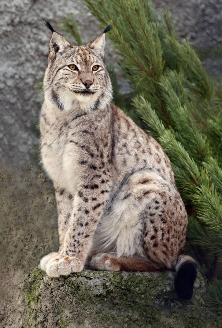 Фото: Московский зоопарк