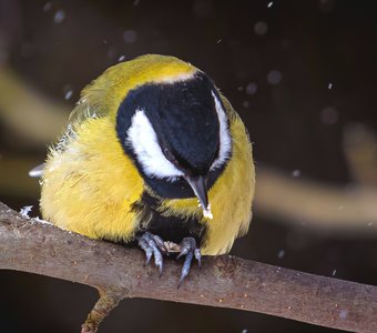 Вкусные у вас семечки