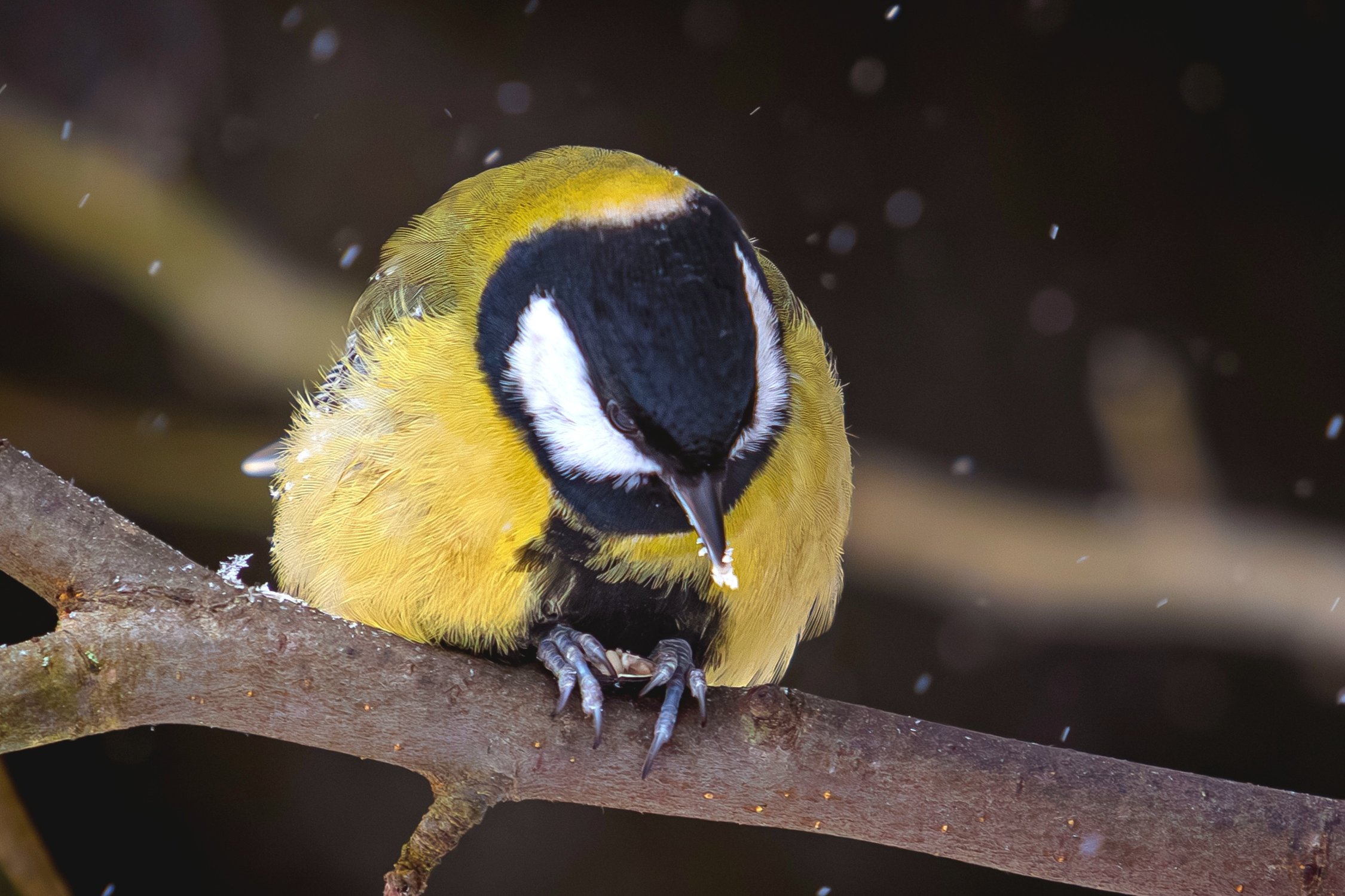 Вкусные у вас семечки