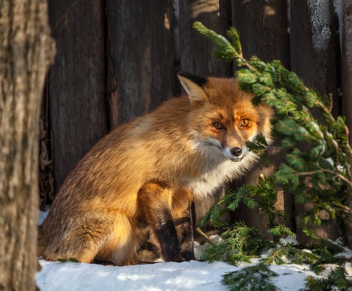 Фото: Московский зоопарк