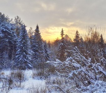 Вятский лес