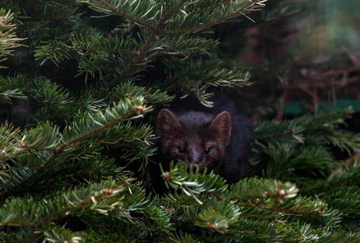 Фото: Московский зоопарк