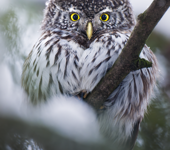 Воробьиный сыч (Glaucidium passerinum)