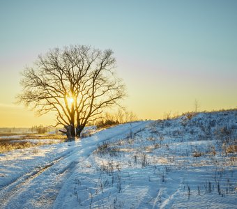 В тени раскидистой кроны