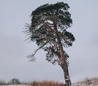 На севере диком стоит одиноко...