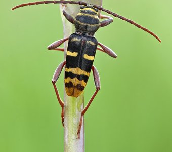 Дубовый клит